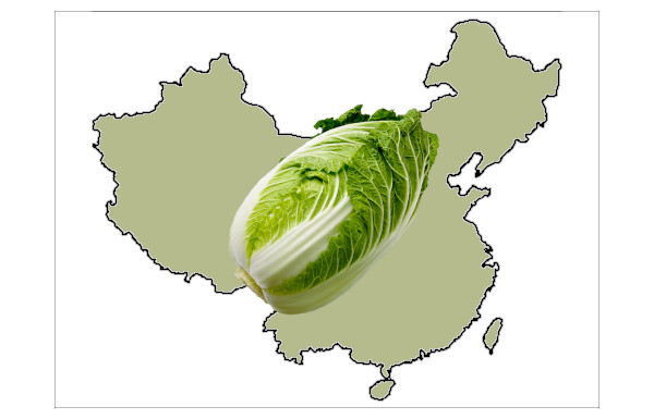 白菜栽培種の故郷は中国北部